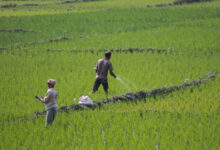 Scientists identify genes to improve fertilizer nitrogen use efficiency in rice